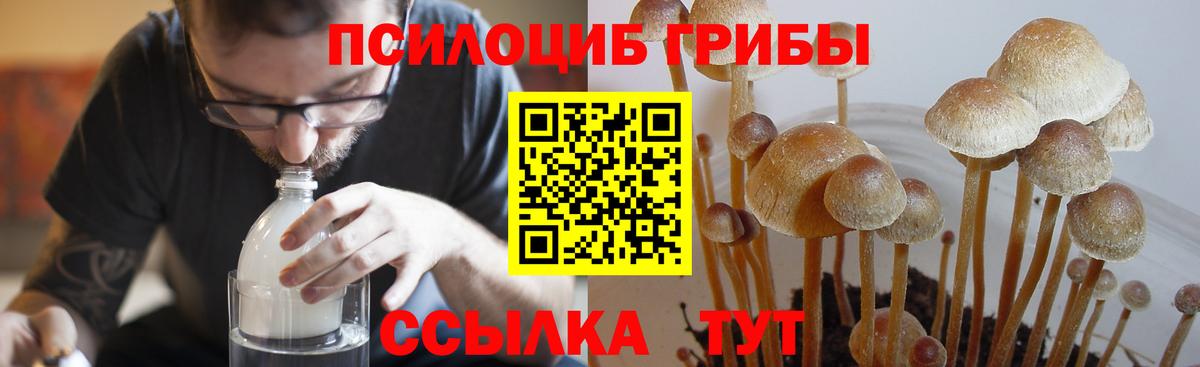 Псилоцибиновые грибы Psilocybe Арзамас